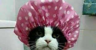 besten bilder videos und spruche und es kommen taglich neue lustige facebook bilder auf debeste de hier werden seltsame katzen susseste haustiere susse katzen
