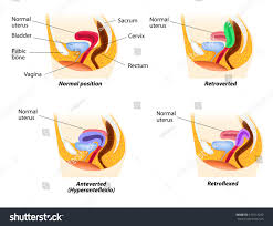 Image result for cervix position