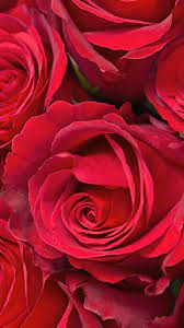 The best free rose wallpapers and backgrounds! Samsung Galaxy S7 Red Roses Wallpaper Gallery Yopriceville High Quality Images And Transparent Png Free Clipart