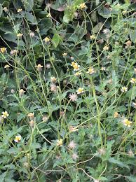 Image result for Tridax