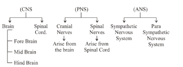 Control And Coordination Class 10 Notes Science