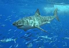 But, unlike mammals, when the pups are born they're immediately independent and have to fend for themselves. Great White Shark Wikipedia