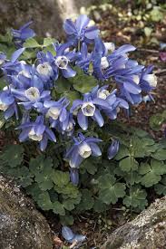 Image result for Aquilegia flabellata ministar