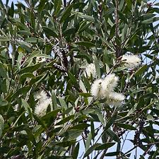 Image result for Melaleuca