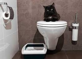 Urine De Chat Comment Faire Animaux Remedes De Grand Mere Urine De Chat Chat Pipi De Chat