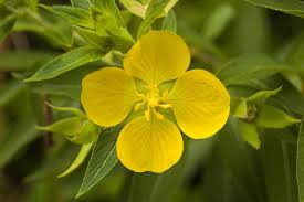 Peruvian Primrose-Willow | Rich Leighton