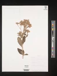 Image result for Vernonia ischnophylla