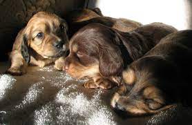 If you are unable to find your dachshund puppy in our puppy for sale or dog for sale sections, please consider looking thru thousands of dachshund dogs for adoption. 3 Weeks Old Longhaired Dachshund Puppies Doxie Puppies Dachshund Dachshund Puppies