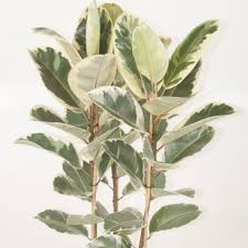 Ficus Elastica Tineke P27 Cm H80 100 Cm Plant Wholesale Floraccess