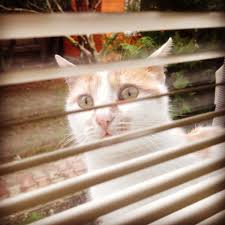 Merakli Kedi Kedi