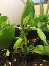 The leaf will then start to brown and wrinkle, until it finally falls off the plant. White Bumps On Basil Plant Stem Plantclinic