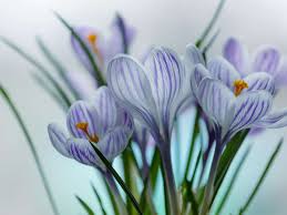 Der beste zeitpunkt zum umsetzen ist nach der blüte. Krokus Im Portrait Blutezeit Pflanzen Und Standort