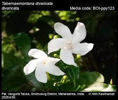 Image result for Tabernaemontana inconspicua