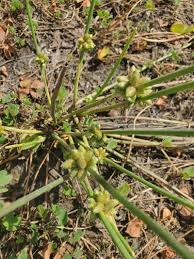 Image result for Schoenoplectiella senegalensis