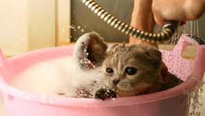 Pin Di Kucing