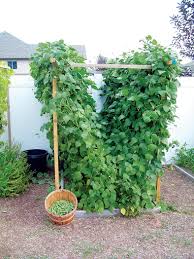 Garden Trellis Design And Construction Diy Garden Trellis Garden Trellis Garden Trellis Designs