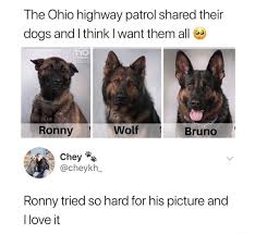 It's pretty much a known fact that dog memes can lift your mood, but when there aren't any fluffballs around, it's time to go to the next best thing: Good Job Ronnie Imgur