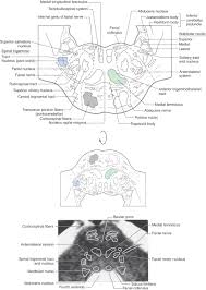 Image result for Pons
