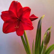 Amaryllis flower blooming at olbrich botanical garden in madison, wisconsin. Growing And Caring For Amaryllis Umn Extension