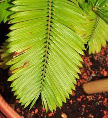 Ciri Ciri Dan Jenis Jenis Pohon Palem Bibitbunga Com