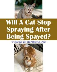 7 Considerate Cool Tricks Spray Away Cat One Cat Sprays Then Another Cat Spraying Over It How Do You Get Cat Spray Out Of Furniture Aerosol Sensible