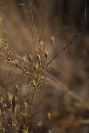 Image result for Pegolettia senegalensis