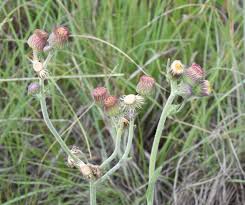 Image result for Blumea axillaris