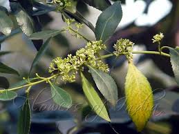 Image result for Catha edulis