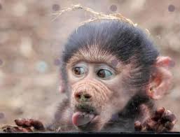 Portrait of Mo the Mustang recommendations needed