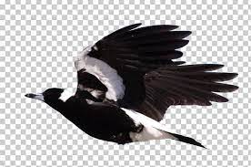 Some australian magpie clipart may be available for free. Rockingham Regional Environment Centre Bird Australian Magpie Crow Png Clipart Animals Australia Australian Magpie Beak Bird