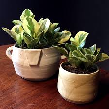 We did not find results for: 10 Plants To Get You Started On Your Plant Parent Journey