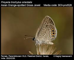 Image result for Rhynchosia torrei