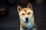 Korean Dog Breeds (Rare and Popular Dog from North and ...