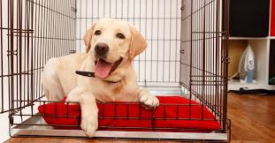 9 obedience training catahoula leopard dogs crate training is very important to keep your dog safe alone at home with being a victim of. How To Crate Train A Puppy Lancaster Puppies