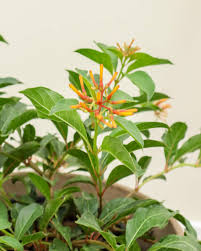 Image result for Hamelia