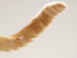 Obviously, you want to follow the sensible advice of the other answers here, but if all you if it was possible to set the bone so it would heal properly, or otherwise treat the cat, amputation would not have been suggested. 4 Common Cat Tail Injuries Lovetoknow