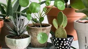 Plante verte interieur peu lumiere. Plante D Interieur Originale Les Bonnes Idees Cote Maison