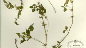 Image result for Acalypha brachystachya