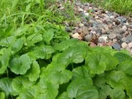 We did not find results for: In The Garden Best Defense Against Creeping Charlie Youtube