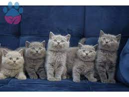 british shorthair ozellikleri ve british shorthair bakimi petyasam