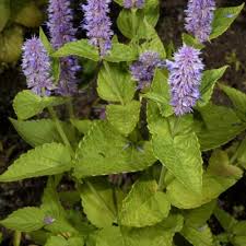 Image result for Rotheca aurantiaca