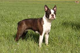 Podríamos decir que son primos y hermanos del bulldog francés, pero la si está buscando un perro de compañía, tanto el bulldog francés como el boston terrier son buenas opciones. How To Tell The Difference Between A Boston Terrier And A French Bulldog Pets4homes