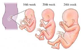 Menurut babycenter, sebenarnya tiada jumlah tendangan yang tetap yang perlu dirasakan setiap hari. Perkembangan Janin Usia 16 Minggu Bidanku Com