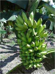 Pisang cavendish merupakan pisang unggul yang memiliki banyak kelebihan dan bernilai ekonomis tinggi,sangat cocok. Department Of Agriculture Sarawak Official Website
