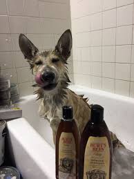 Maybe you would like to learn more about one of these? Pet And Feed Store Home Facebook