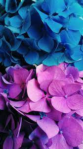 It's a sweet design for sharing information with family and friends, for teachers to present to young students, or for anyone looking for a lighthearted slideshow design. Blue And Purple Flowers Wallpaper Purple Flowers Wallpaper Beautiful Flowers Wallpapers Blue Flower Wallpaper