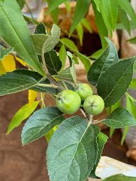 Image result for Millettia dura