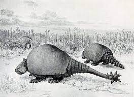 Glyptodon 1 Glyptodont Wikipedia Ancient Animals Creatures Prehistoric Animals
