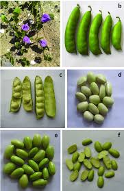 Image result for Canavalia