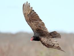 The most widespread vulture in north america, the turkey vulture is locally called buzzard in many areas. Turkey Vulture Ebird